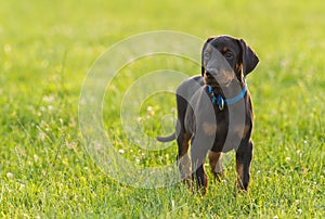 Black doberman puppy on the grass