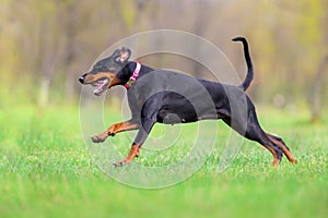 Black doberman run