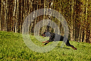 Black Doberman runs gallop on the hill