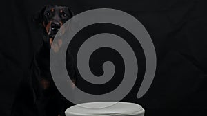 Black Doberman sitting in front of meat with burning candle