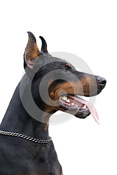 Black dobermann isolated over white