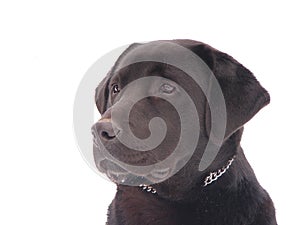 Black dog photo