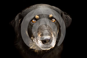 Black dog animal portrait