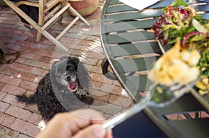 A black dog asking for food under the outdoor dining table with a blurry front view of a hand holding a fork with some food.
