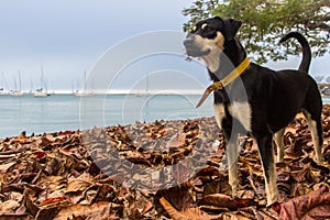 Black dog in autumn afternoon photo