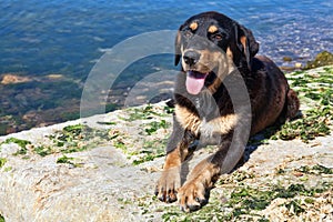 Black dog on the beach