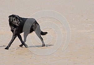 Negro el perro sobre el Playa 