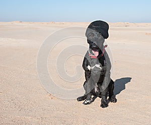 Black dog with a beanie hat