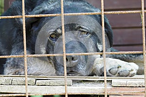 Black dog behind bars