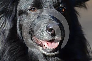 Black dog in Berlin