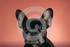 A black dog with big ears and a black nose is staring at the camera, Black French Bulldog