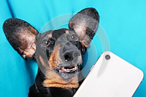 A black dog with big ears is photographed lying using a digital phone