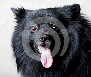 Black dog with big smile