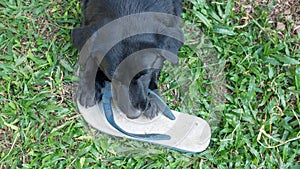 Black dog biting a white slipper