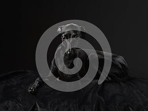 Black dog on black. Italian greyhound. Art photo of a pet in the studio