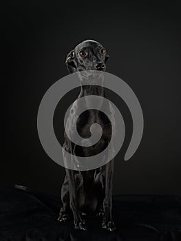 Black dog on black. Italian greyhound. Art photo of a pet in the studio