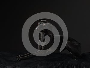 Black dog on black. Italian greyhound. Art photo of a pet in the studio