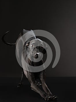 Black dog on black. Italian greyhound. Art photo of a pet in the studio