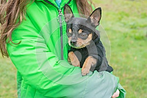 Black dog in an black sweater in the arms of a girl. Pet