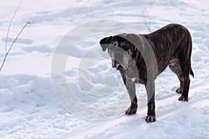 A black dog bouledogue looking straight the road during a snowy winter