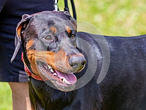 Black dog breed Doberman on a leash near his mistress