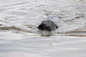 Black dog breed Labrador Retriever is swimming in the water
