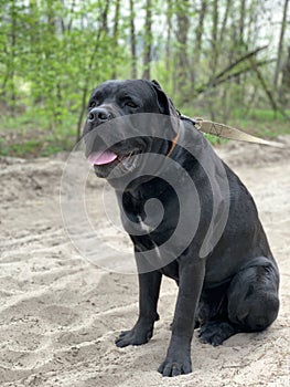 The black dog Cane Corso is sitting in a collar. Large thoroughbred dog on a leash. Walk with the dog in the park