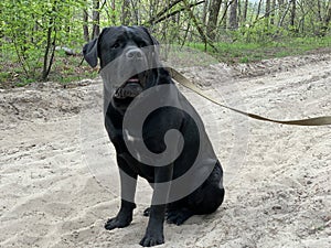 The black dog Cane Corso is sitting in a collar. Large thoroughbred dog on a leash. Walk with the dog in the park