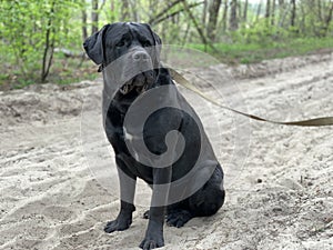 The black dog Cane Corso is sitting in a collar. Large thoroughbred dog on a leash. Walk with the dog in the park