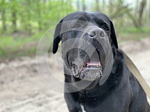 The black dog Cane Corso is sitting in a collar. Large thoroughbred dog on a leash. Walk with the dog in the park