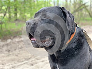 The black dog Cane Corso is sitting in a collar. Large thoroughbred dog on a leash. Walk with the dog in the park