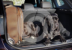 Black dog, cane corso, traveling next to suitcase in car trunk