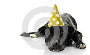 BLACK DOG CELEBRATING A BIRTHDAY PARTY. BORED PUPPY LYING DOWN W