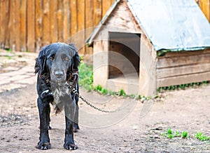 Black dog on chain