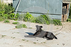 Black dog on the chain near booth