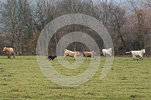 Black dog chasing cows on pasture