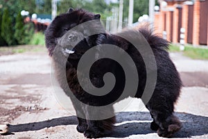 A black dog of the Chow Chow breed stands on the road