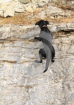 Black dog climbing rock