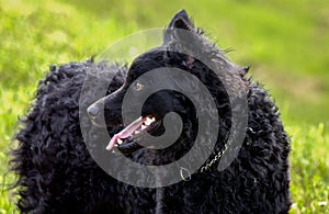 Black dog Croatian Shepherd Rea photo