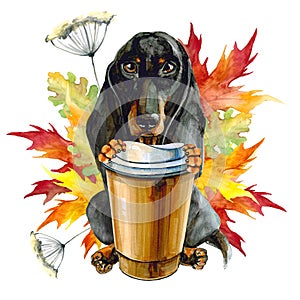 Black dog of the Dachshund breed keeps a glass of coffee. Autumn leaves.