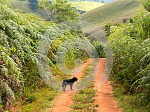 Black dog in a dirt rural road in Brazil