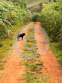 Black dog in a dirt rural road in Brazil