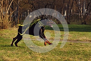 Black dog Doberman Pinscher running