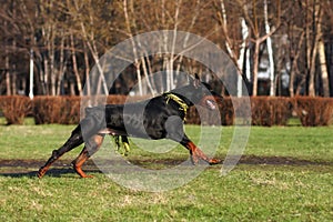 Black dog Doberman Pinscher running