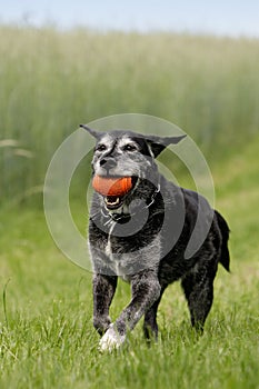 Black dog with dog-toy