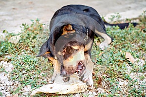 Black dog is eating bone.