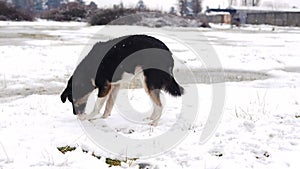 Black dog eating food on the snow. Dog chewing a bone.