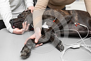 Black dog electrocardiogram exam in pet clinic