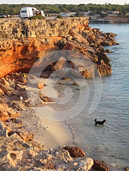 Black Dog on an empty beach