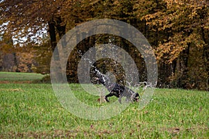 Black dog enjoying a jump in a puddle